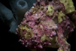 bad guy from police pier,lembeh 05,nikon d70 by Marco Wannenmacher 